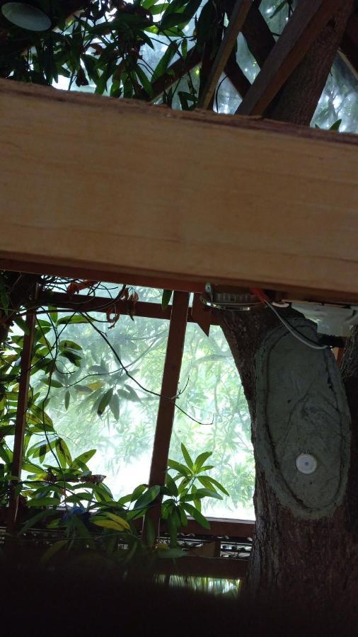 Treehouse Above The Beach Port Antonio Extérieur photo