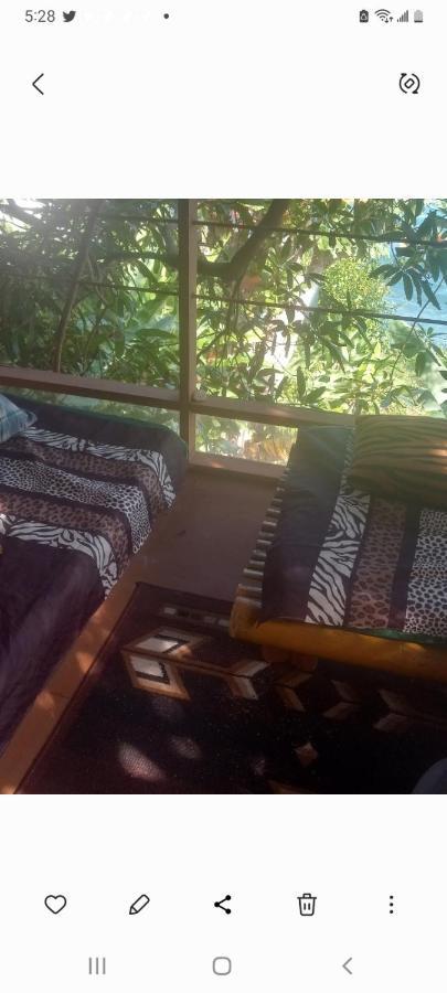 Treehouse Above The Beach Port Antonio Extérieur photo